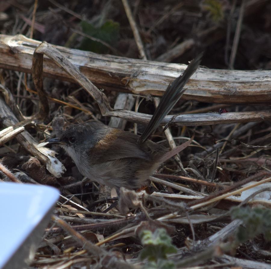 Wren fairy - -090.JPG